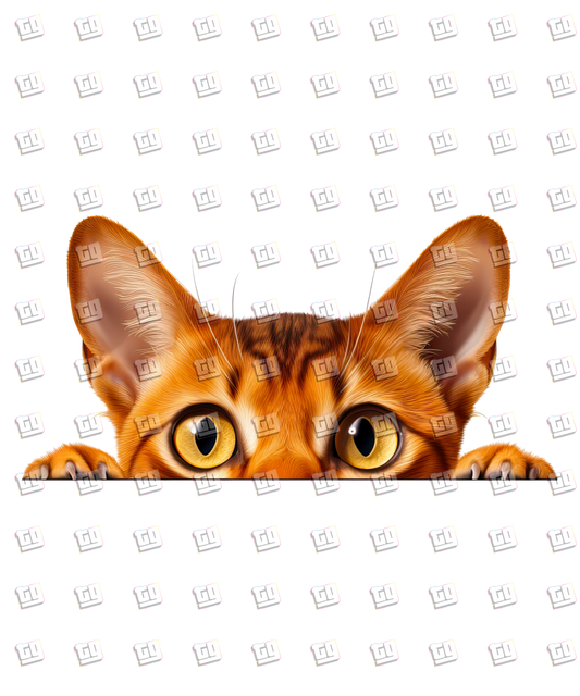 Abyssinian Cat Peeking - Cat - DTF Transfer