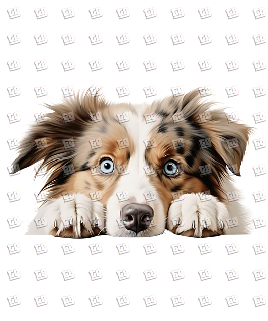 Australian Shepard Dog Peeking - Dog - DTF Transfer