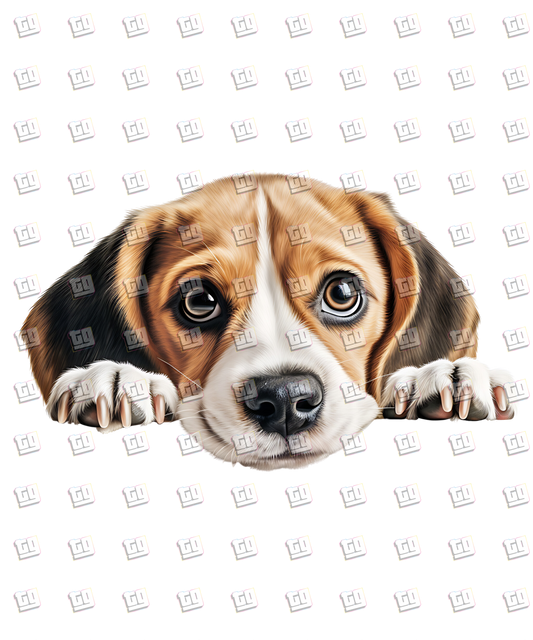 Beagle Dog Peeking - Dog - DTF Transfer