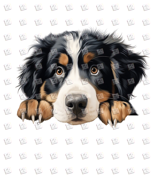 Bernese Mountain Dog Peeking - Dog - DTF Transfer