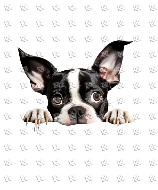 Boston Terrier Dog Peeking - Dog - DTF Transfer