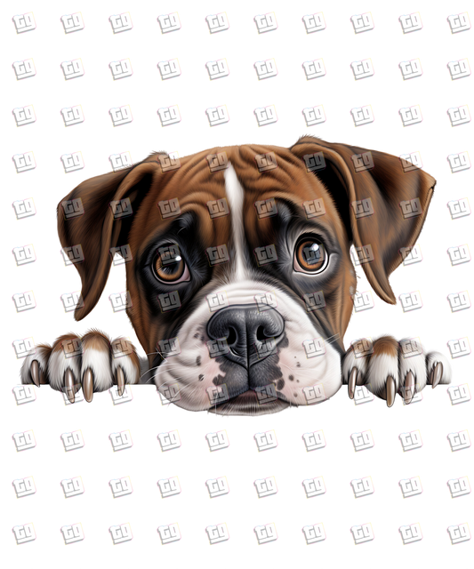 Boxer Dog Peeking - Dog - DTF Transfer