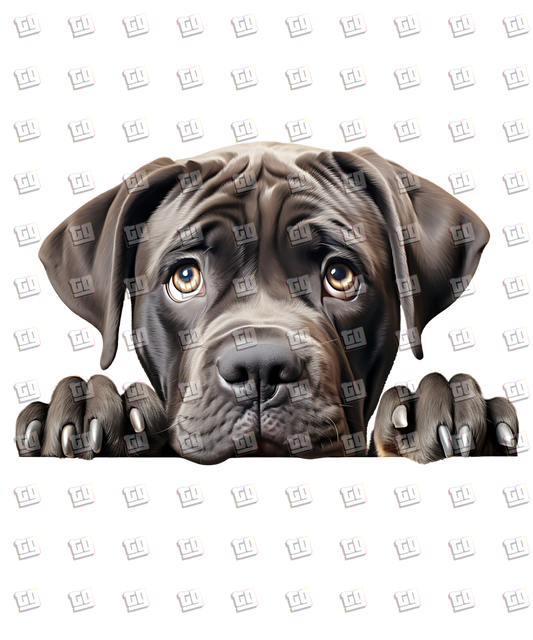 Cane Corso Dog Peeking - Dog - DTF Transfer