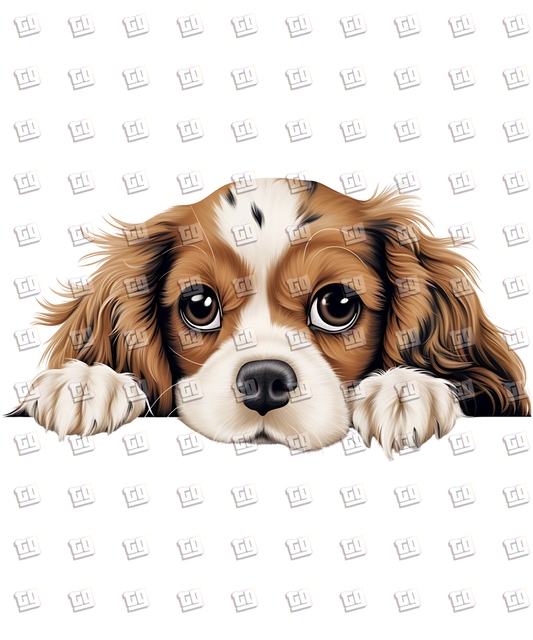 Cavalier King Charles Spaniel Dog Peeking - Dog - DTF Transfer