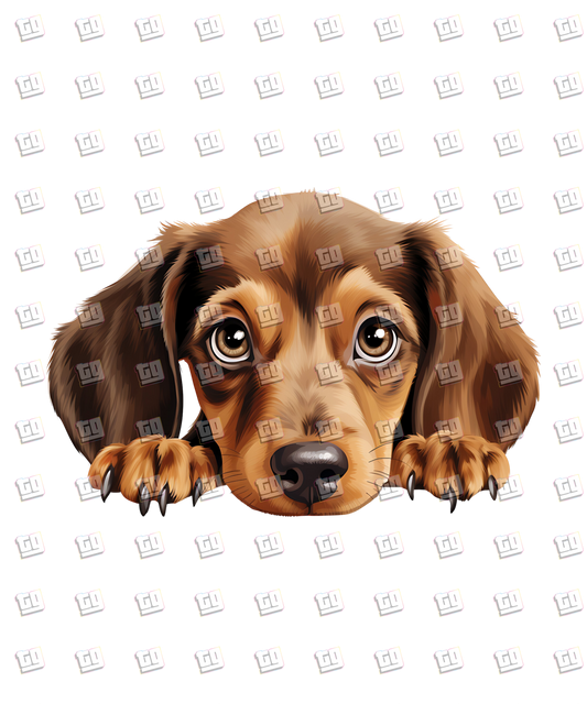 Dachshund Dog Peeking - Dog - DTF Transfer