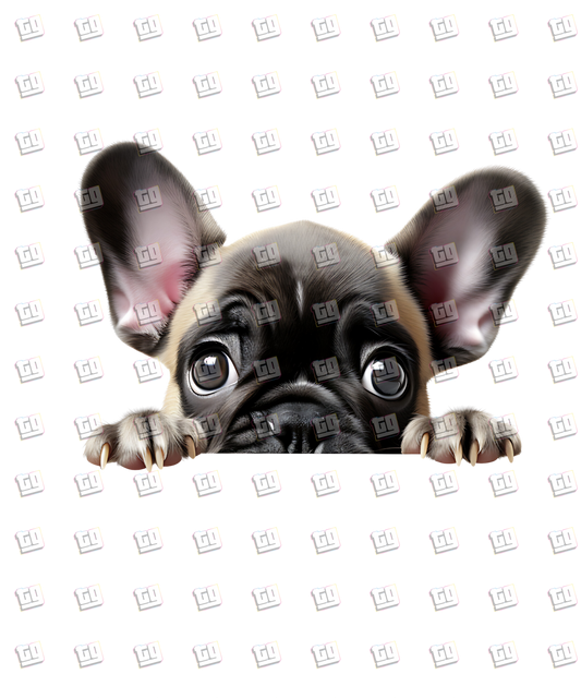 French Bulldog Peeking - Dog - DTF Transfer