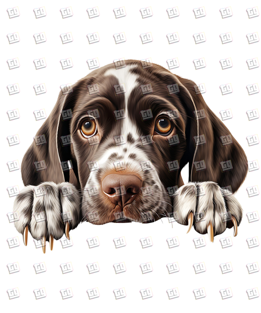 German Shorthaired Pointer Dog Peeking - Dog - DTF Transfer