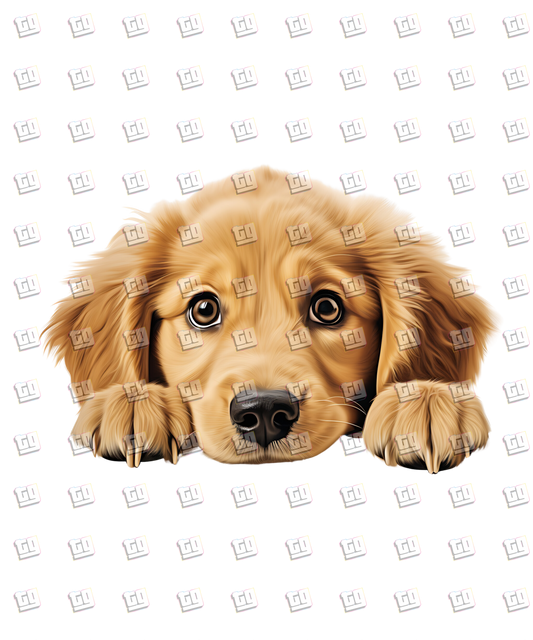 Golden Retriever Dog Peeking - Dog - DTF Transfer