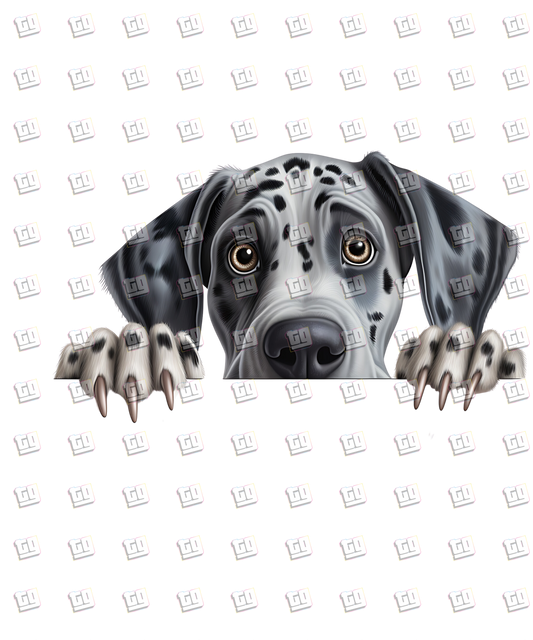 Great Dane Dog Peeking - Dog - DTF Transfer