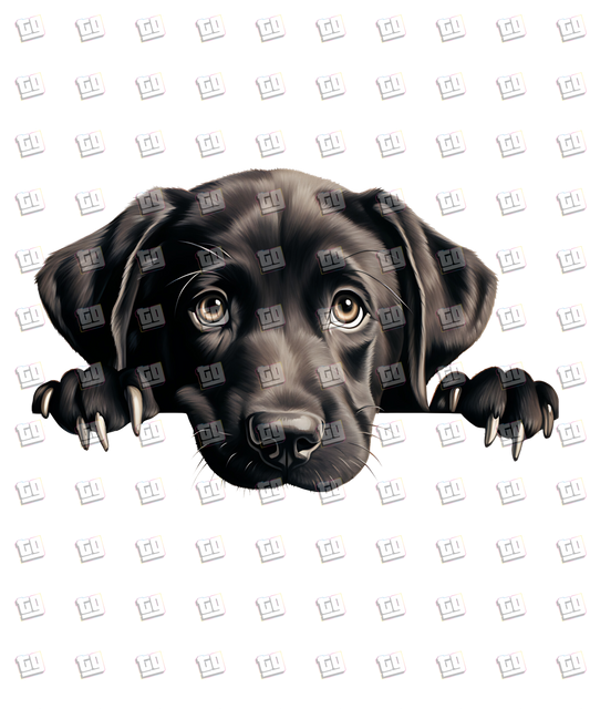 Labrador Retriever Peeking - Dog - DTF Transfer