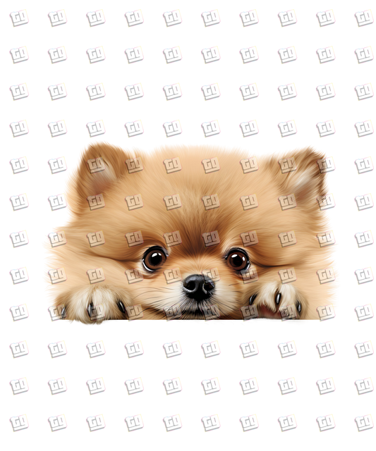 Pomeranian Dog Peeking - Dog - DTF Transfer