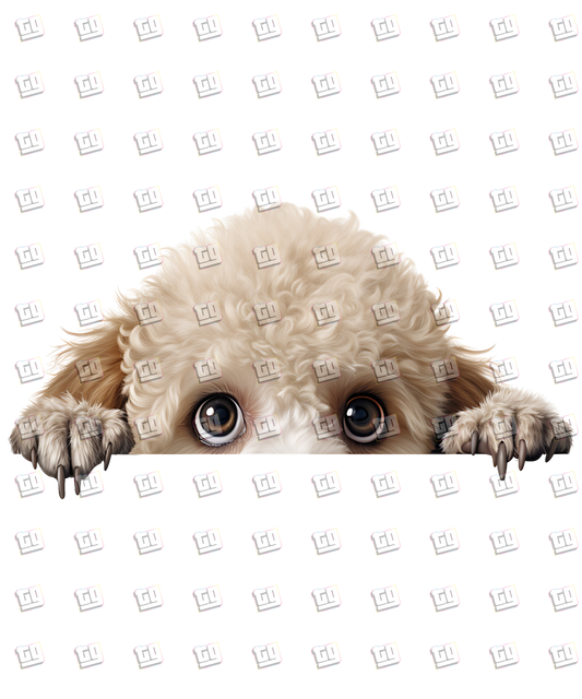 Poodle Dog Peeking - Dog - DTF Transfer