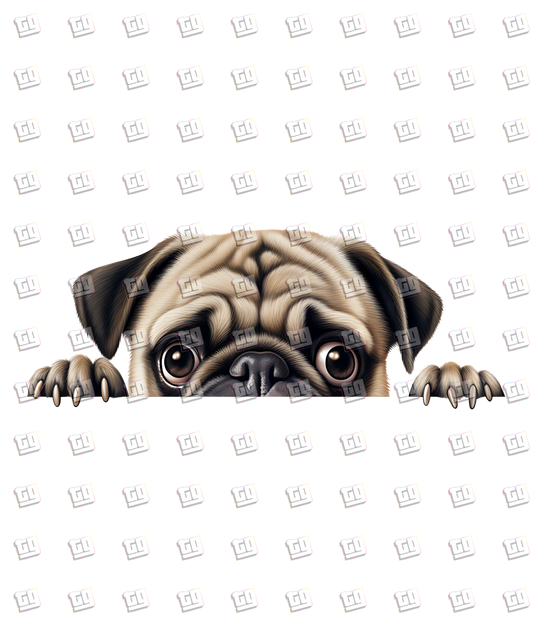 Pug Dog Peeking - Dog - DTF Transfer