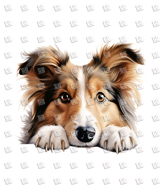 Shetland Sheepdog Peeking - Dog - DTF Transfer