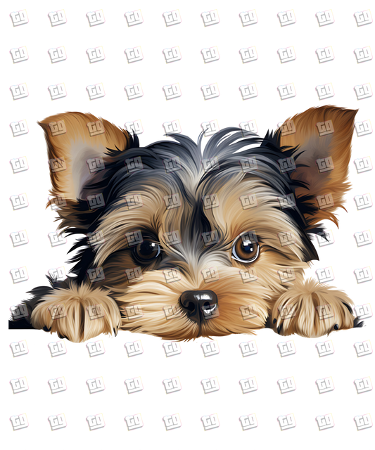 Yorkshire Terrier Dog Peeking - Dog - DTF Transfer